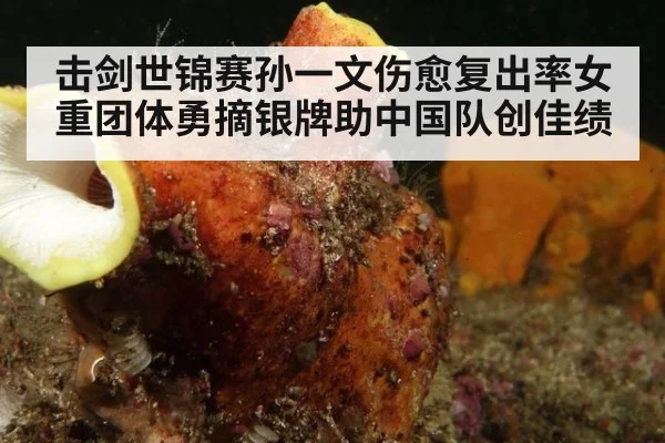 击剑世锦赛孙一文伤愈复出率女重团体勇摘银牌助中国队创佳绩